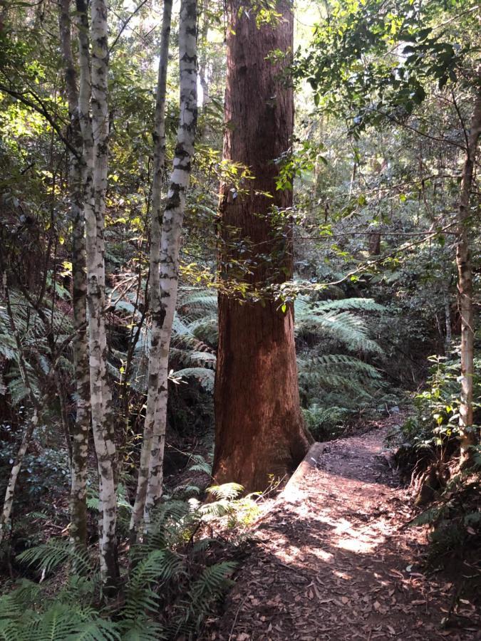 Twin Falls Bush Cottages Fitzroy Falls Eksteriør bilde